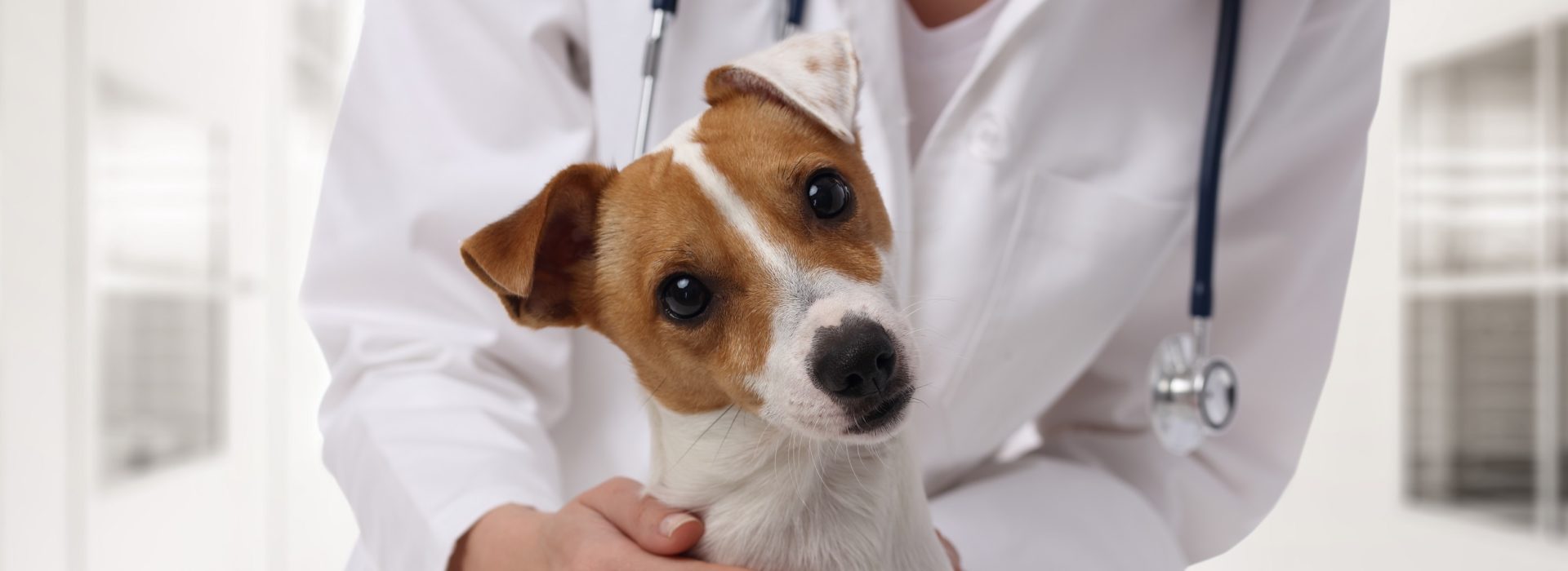 Veterinary Exams - Montgomery Village Veterinary Clinic